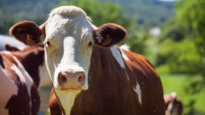 vaca_version1736689269517.jpg_2107051328