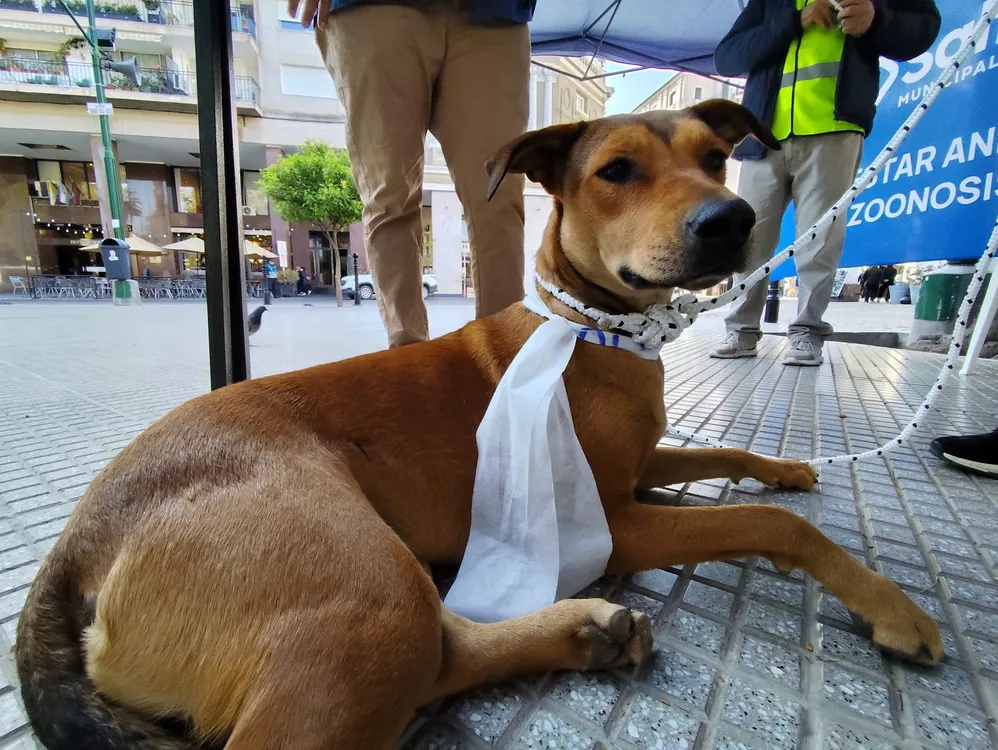 perros perigrinos milagro