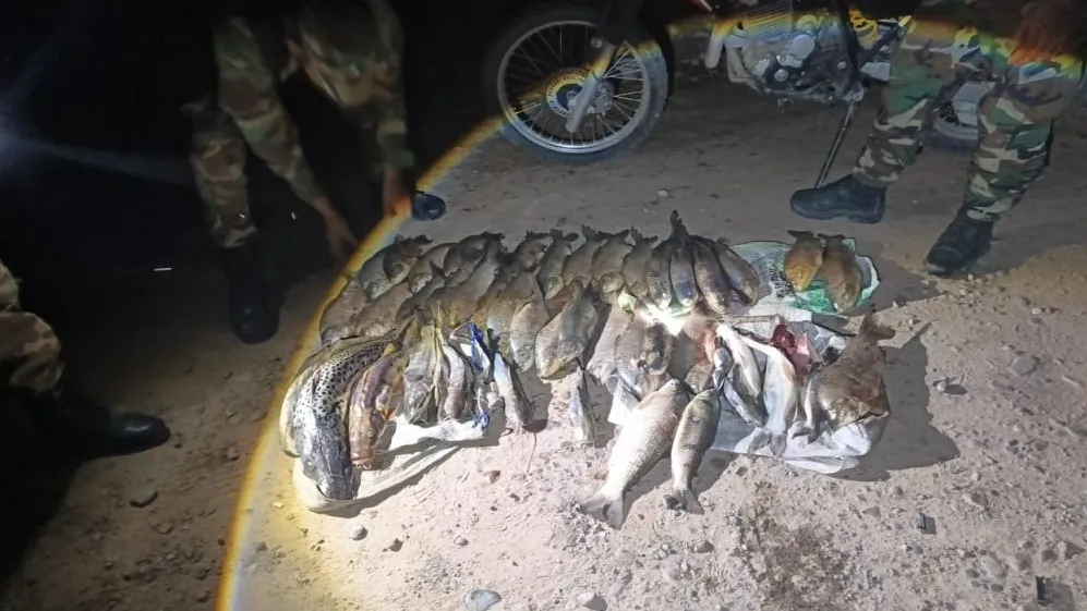 Peces
