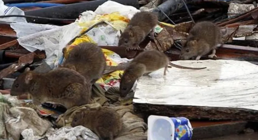 Captura de pantalla 2025-11-14 133633